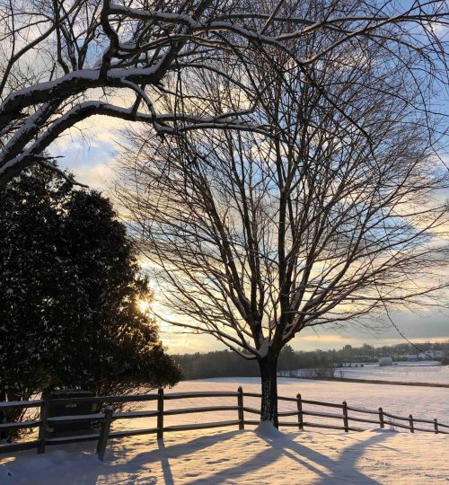 Appalachian-Split-Rail-Winter-Sun-Tree