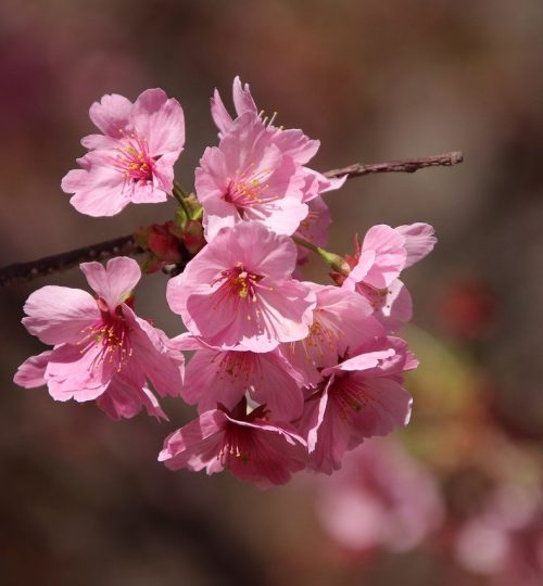 pink flowers, japanese cherry blossom, flowers